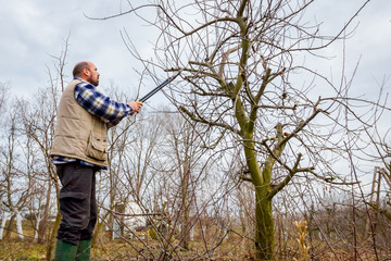 Gardener is cutting branches, pruning fruit trees with long shears in the orchard