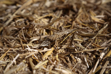 Stroh für Pferde auf einem Ponyhof