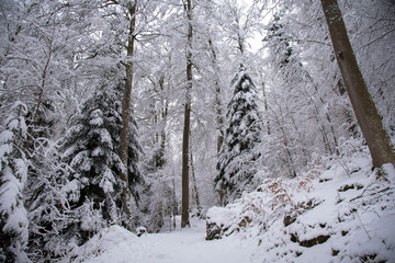 Winterwunderland in den Vogesen