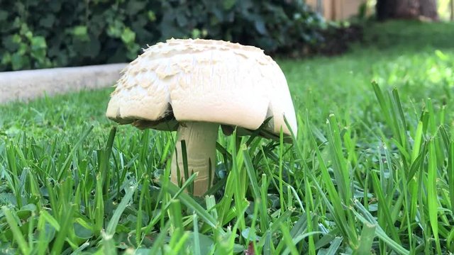 Mushroom plant found at a park