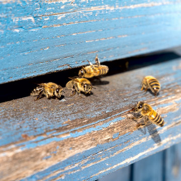Life of Worker Bees. The Bees Bring Honey.