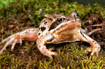 A brown frog with forest background