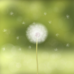 Dandelion blown by the wind, against a background of green blurred forest. Natural appearance. Spring mood. Soft color palette. 10 eps
