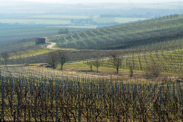 weinberge im winter