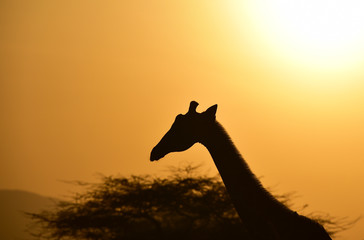 Giraffe im Abendlicht 