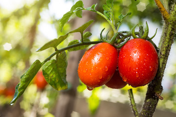 Bunch of ripe natural cherry red tomatoes in water drops growing in a greenhouse  ready to pick