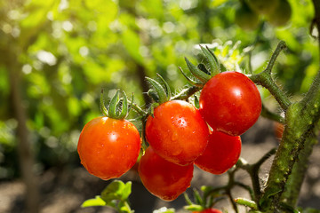 Bunch of ripe natural cherry red tomatoes in water drops growing in a greenhouse  ready to pick