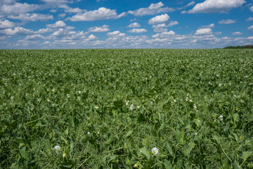 Fototapeta na wymiar Agricultural landscape with peas
