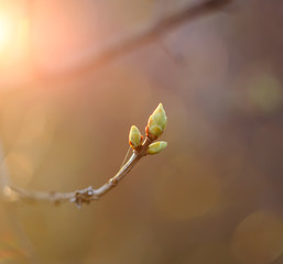 Branch of a tree in spring park