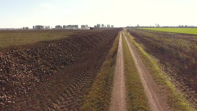 Aerial view of pile from harvested tubers of sugar beet and loaded truck riding along a field. 4K