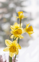 Naklejka na ściany i meble Yellow narcissus flowers on blurred winter nature background