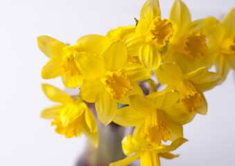 Beautiful bouquet of spring yellow narcisus flowers in a glass vase.
