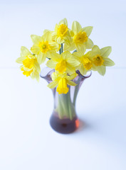 Beautiful bouquet of spring yellow narcisus flowers in a glass vase.