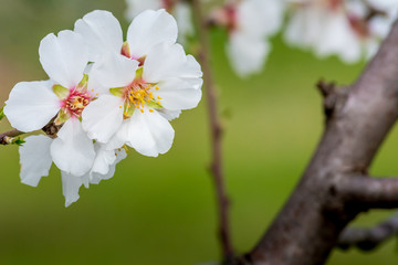 Horizontal View of Close Up of Flowered Almond Branch On Blur Green Background