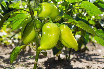 Growing the green bell peppers in vegetable garden