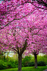 Blühende pinke Kirschbäume Endlich Frühling