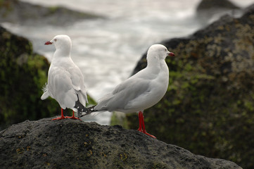 goéland sur un rocher