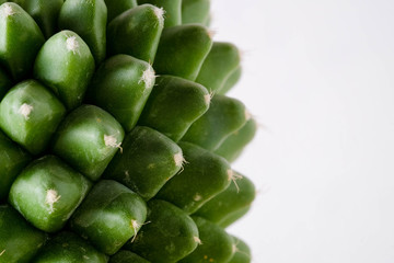 abstract background textuer of Cactus succulent plant