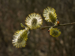 Weidenkätzchen
