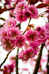 Fototapeta na wymiar Blühende pinke Kirschbaum Blüten Endlich Frühling