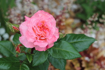 Grand fleur d' une rose parfumé, grand plan. Rosier remontant varieté Fox Trot