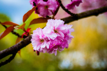 Blühende pinke Kirschbaum Blüten Endlich Frühling