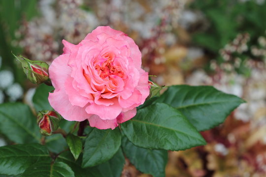 Grand fleur d' une rose parfum&eacute;, grand plan. Rosier remontant variet&eacute; Fox Trot
