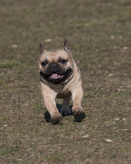 Fototapeta premium Portrait of French bulldog. Selective focus on the dog