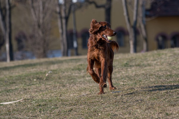 Irish setter runs across the field. Selective focus on the dog