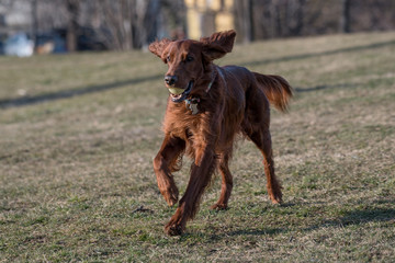 Beautiful Irish setter dog runs across the field. Selective focus