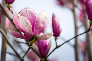 Obraz premium Horizontal View of Close Up of Flowered Magnolia Branch On Blur Background