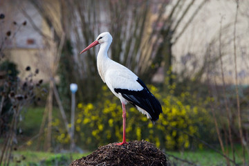 Cignogne alsacienne