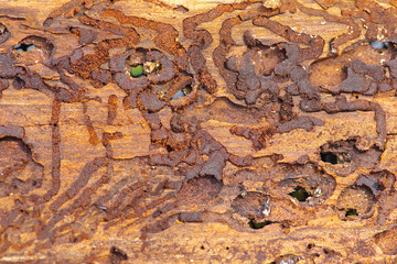 Corridors of bark beetle´s larva  in the bark, detailed view