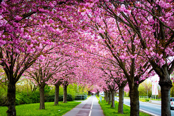 Blühende pinke Kirschbäume Endlich Frühling