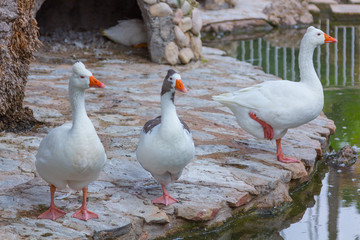 Geese walking on the water