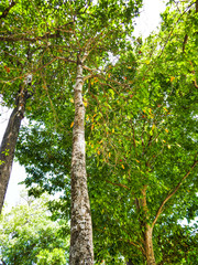 Fototapeta premium Green tree on the island of Trang, Thailand