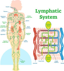 Fototapeta na wymiar Lymphatic system anatomical vector illustration diagram, educational medical scheme.