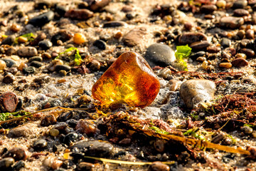 Amber on a beach of the Baltic Sea