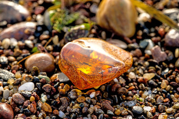 Amber on a beach of the Baltic Sea