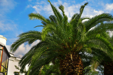 Fototapeta na wymiar Palm trees under the sun