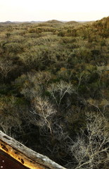 above tree canopy landscape