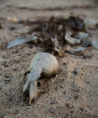 Sea Lion Skeleton