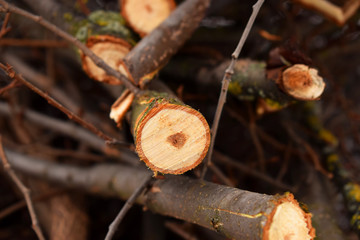 Срезанные ветки деревьев