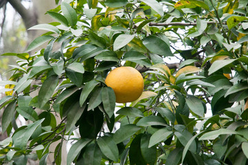 Lemon trees in Seville