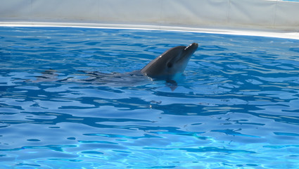Dolphins in the pool. Dolphins with a scratched back. Hunting for dolphins. Animal protection
