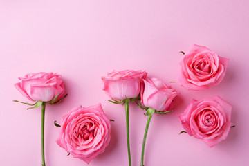 Rose flowers on pink background. Top view.