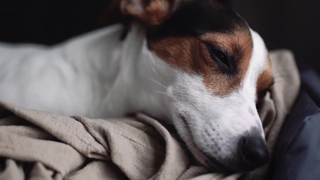 Small dog breed the Jack Russell Terrier lays onlays on his place and falls asleep, slowly closes .