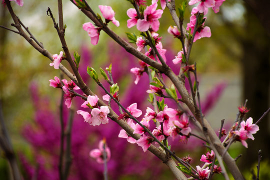 Sakura blossom. 