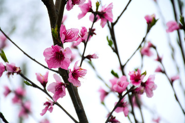 Sakura blossom. 