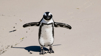 Do you want a hug? This beautiful African Penguin walked with his wings held wide to reach his partner. African Penguin is called the 